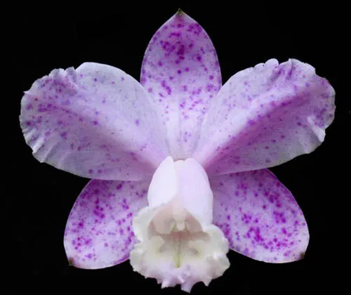 Cattleya loddigesii ('Martinelli' x punctata 'Marisa')