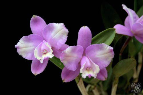 Cattleya loddigesii (pelorica x pelorica)