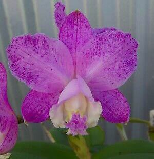Cattleya loddigesii (punctata 'Sta Cruz' x pelorica)