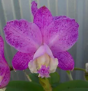 Cattleya loddigesii (punctata 'Sta Cruz' x pelorica)
