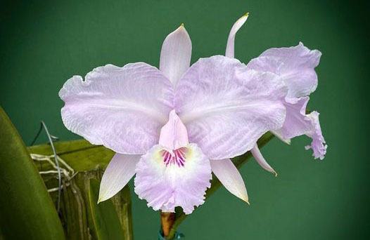Cattleya lueddemanniana concolor 'Orquiven' x 'Ricardo'