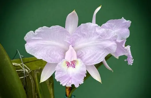 Cattleya lueddemanniana concolor 'Orquiven' x 'Ricardo'
