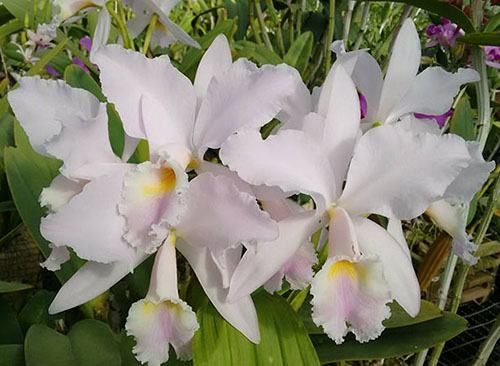 Cattleya labiata amesiana 'Gabriel Uliana' x labiata amesiana 'Caliman'