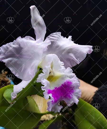 Cattleya gaskelliana (suave x semi-alba)