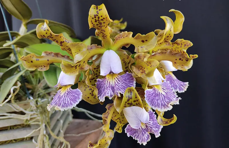 Cattleya schilleriana coerulea select division #2