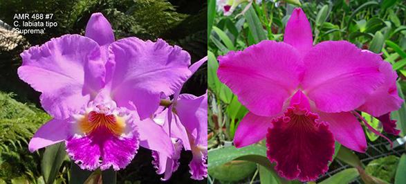 Cattleya labiata tipo 'Suprema' x labiata rubra 'Schuller'
