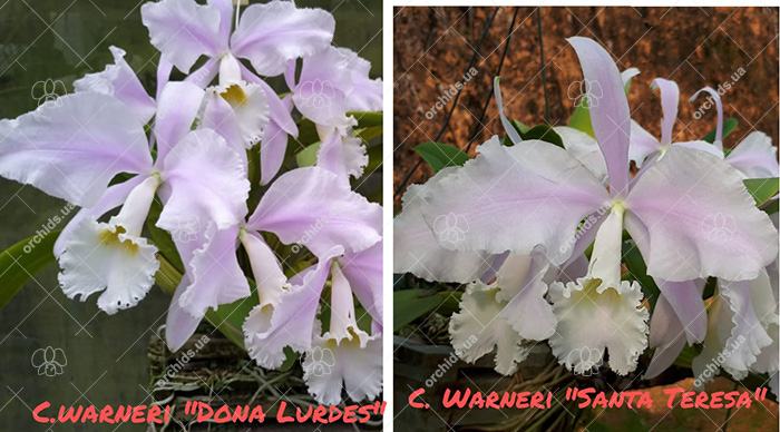 Cattleya warneri 'Donna Lourdes' x 'Santa Teresa'
