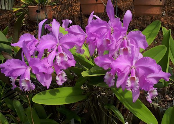 Cattleya warneri concolor 'Caliman' x warneri concolor 'AWZ'
