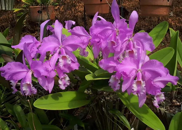 Cattleya warneri concolor 'Caliman' x warneri concolor 'AWZ'