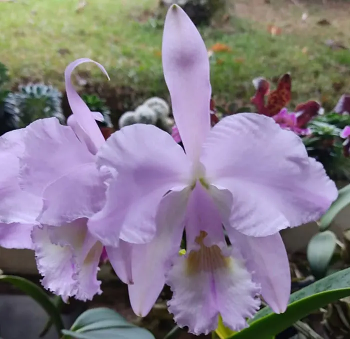 Cattleya warneri concolor 'Caliman' x warneri concolor 'AWZ'