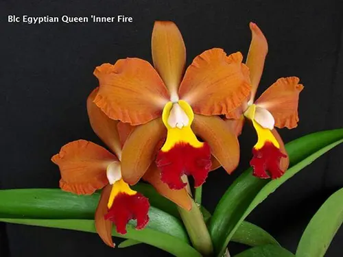 Potinara Egyptian Queen 'Inner Fire'