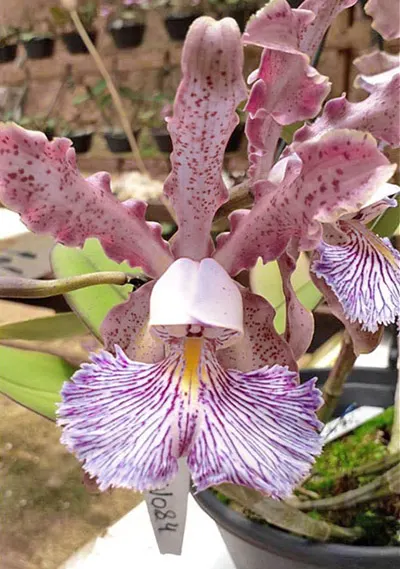 Cattleya schilleriana amesiana