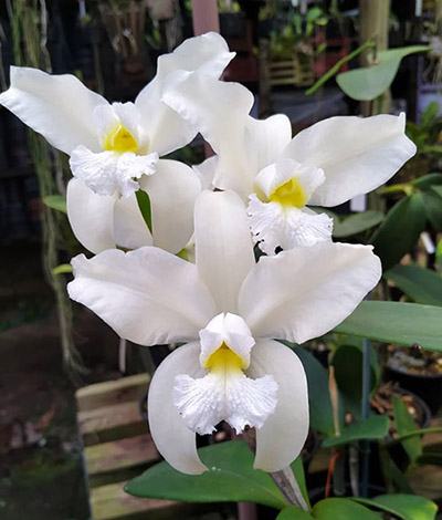 Cattleya amethystoglossa alba ('Lorena' x self) x alba Bela Vista (Do Caliman)