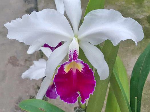 Cattleya warscewiczii semi-alba 'Orchiflaged' x semi-alba