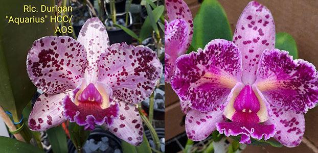 Rhyncholaeliocattleya Durigan Aquarius