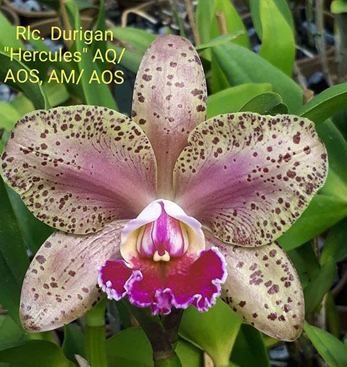 Rhyncholaeliocattleya Durigan 'Hercules'