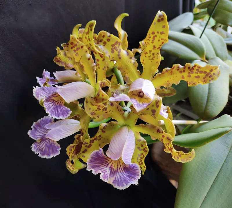 Cattleya schilleriana coerulea (select division #1)