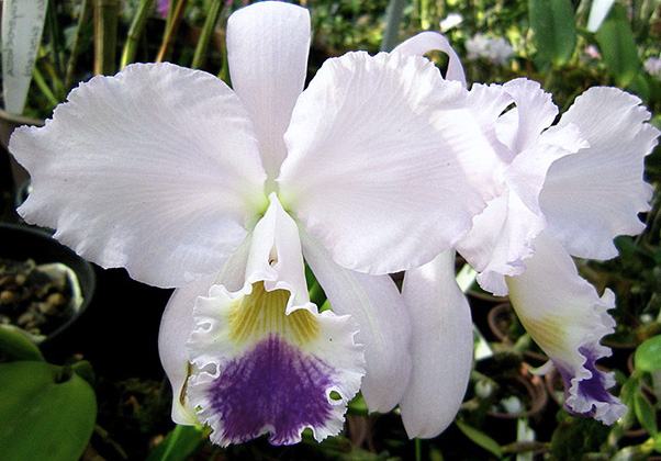 Cattleya warneri coerulea x coerulea Guarapari