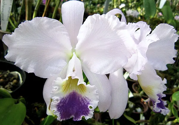 Cattleya warneri coerulea x coerulea Guarapari