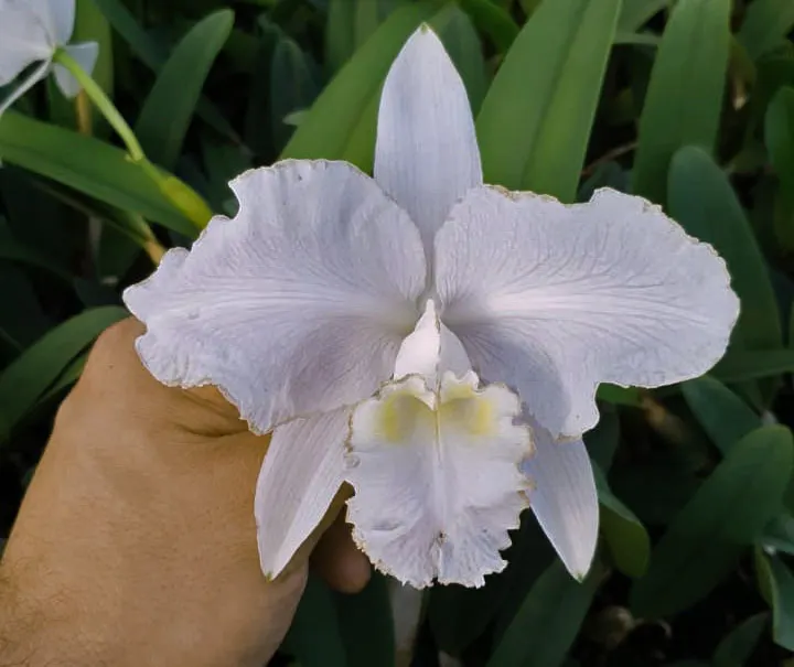 Cattleya lueddemanniana alba venosa