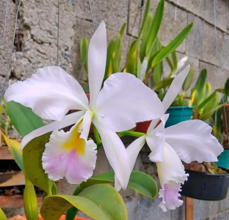 Cattleya labiata amoena 'Fowleana'