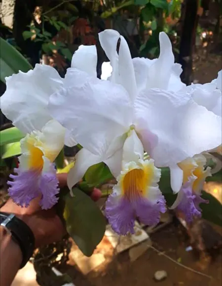Cattleya mendelii semi-alba coerulea