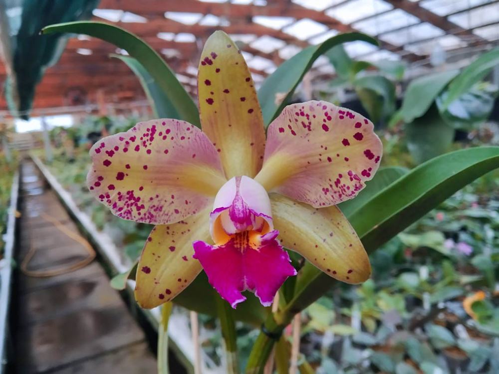 Rhyncholaeliocattleya Durigan #39