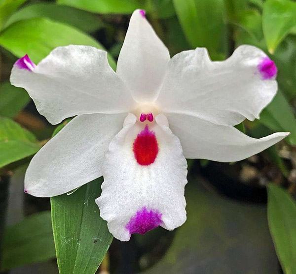 Dendrobium annae