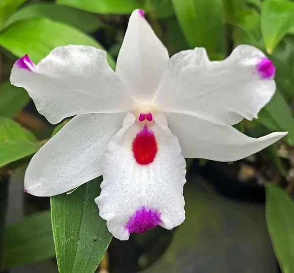 Dendrobium annae