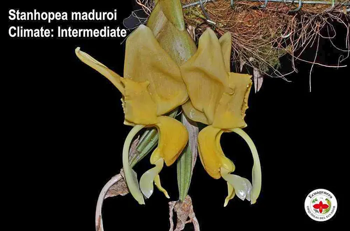 Stanhopea maduroi