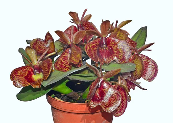 Epidendrum kockii