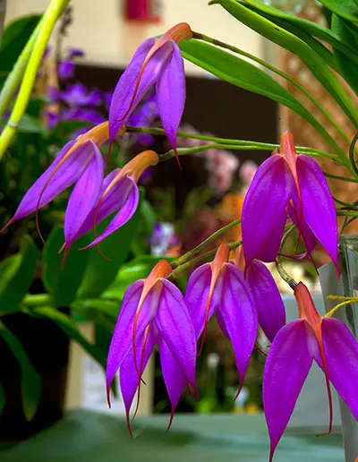 Masdevallia rosea
