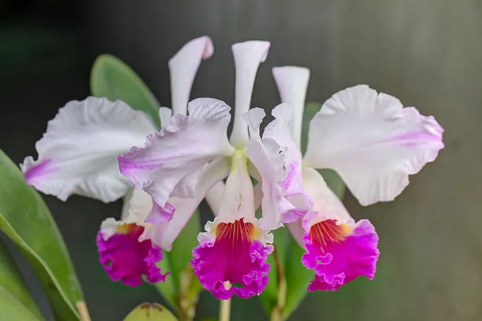 Cattleya mendelii flamea 'Hada' x self