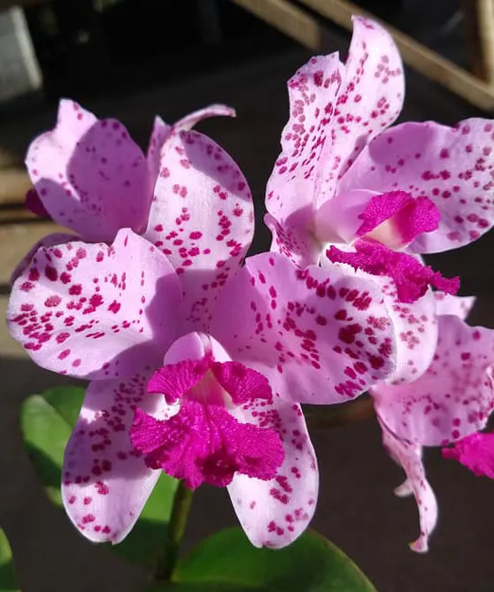 Cattleya amethystoglossa x self (RZ)