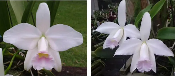 Laelia pumila amoena 'Carolina Franzotti' x pumila delicata