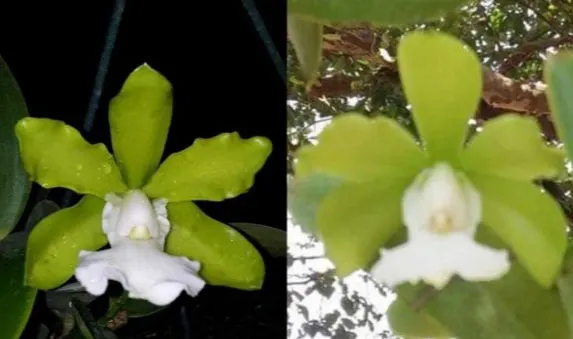 Cattleya aclandiae alba x alba