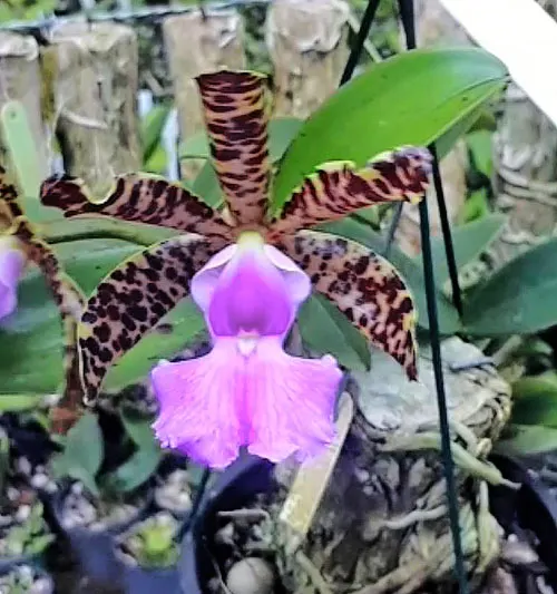 Cattleya aclandiae x self (SIL13-17)