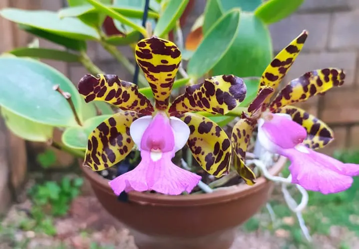 Cattleya aclandiae tipo (seedlings)