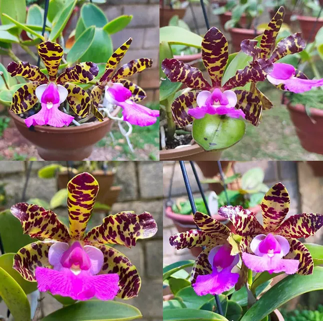 Cattleya aclandiae tipo (seedlings)