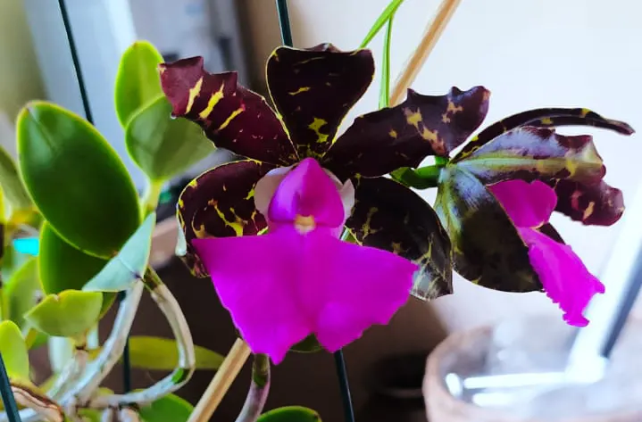 Cattleya aclandiae nigrescens C3M