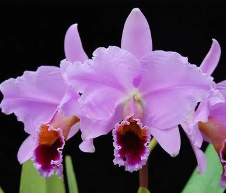 Cattleya percivaliana 'Karen Graf' x 'Summit'