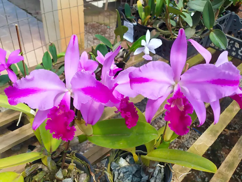 Cattleya warneri flamea 'Katiuscia' x tipo