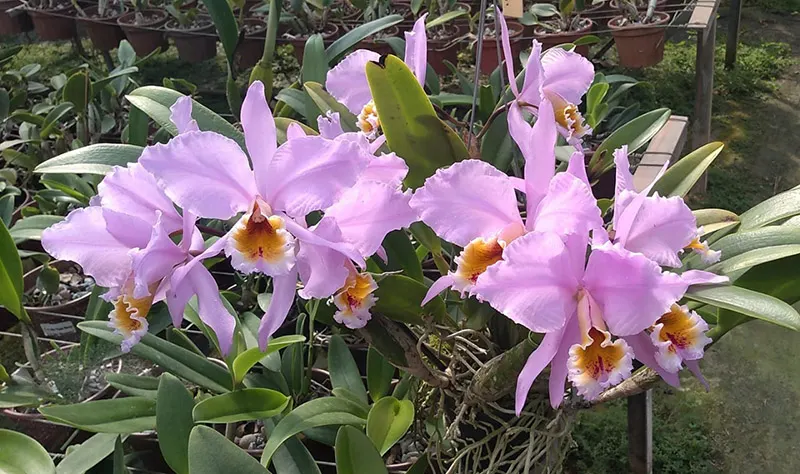 Cattleya percivaliana rosea