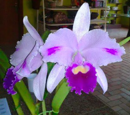 Cattleya trianae tipo flamea 3205