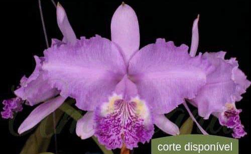 Cattleya lueddemanniana (Mariaux x Juan Ignacio) x (Mariaux x Fennel)