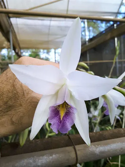 Laelia anceps coerulea