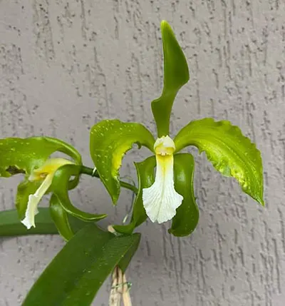 Cattleya granulosa alba (select division)