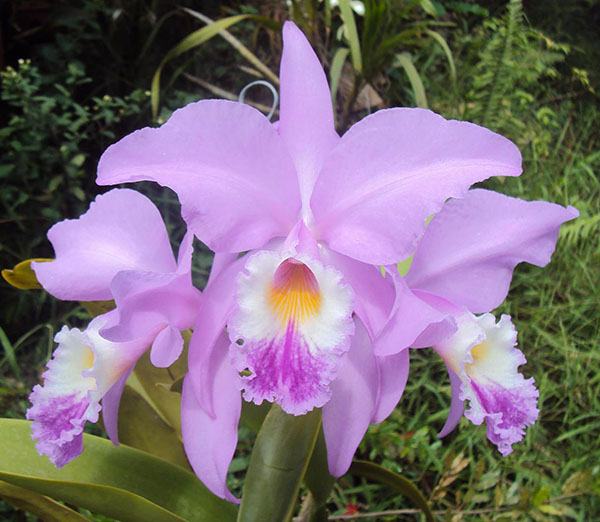 Cattleya labiata tipo 'Da Mata' x self