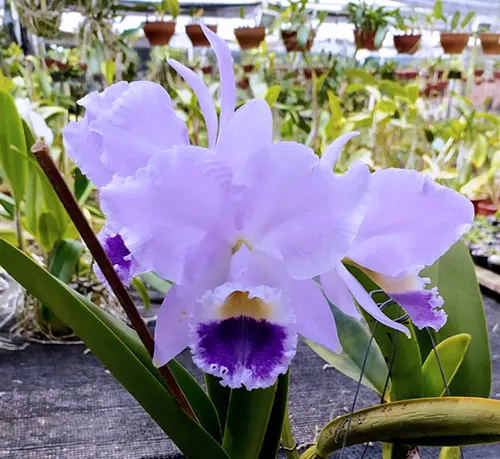 Cattleya labiata coerulea 'Diva'