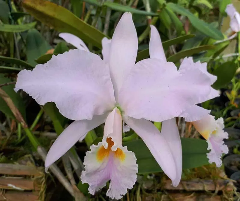 Cattleya labiata amesiana 'Gabriel Uliana'